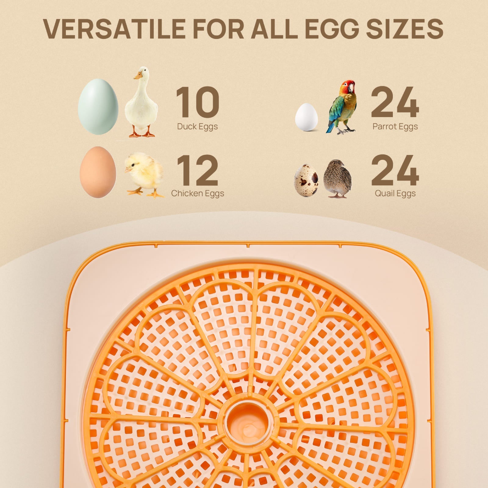 Neighborhood Egg Incubator, 12 Eggs Capacity
