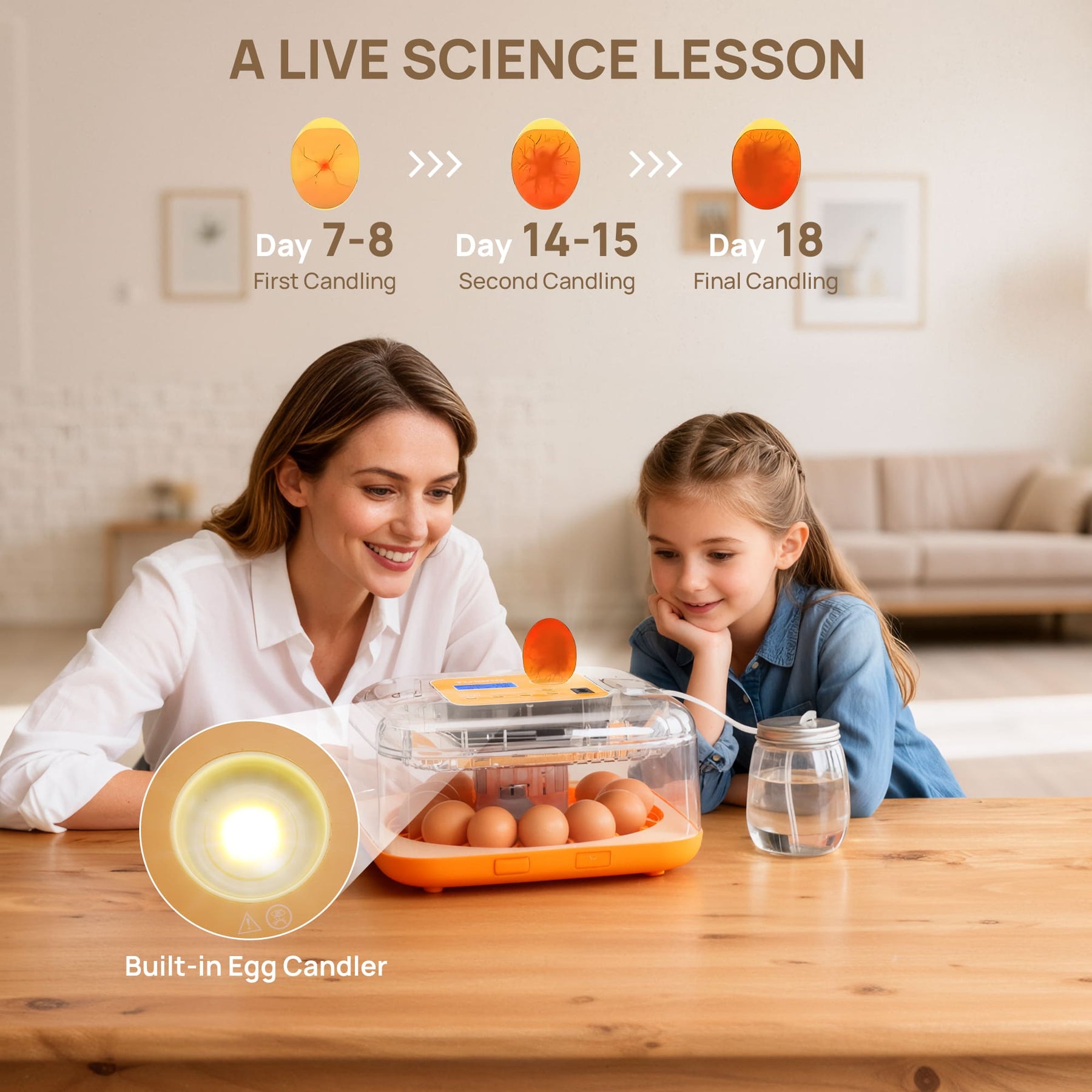 Neighborhood Egg Incubator, 12 Eggs Capacity