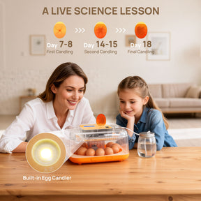 Neighborhood Egg Incubator, 12 Eggs Capacity